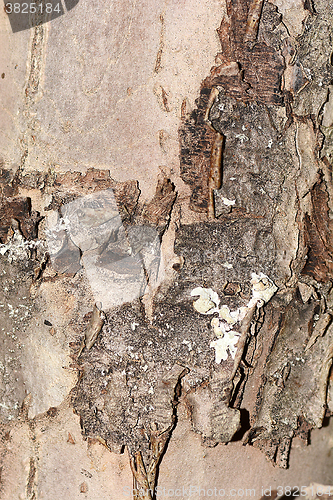 Image of texture of bark wood use as natural background