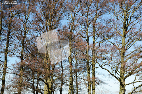 Image of Bare tree trunks at blue sky