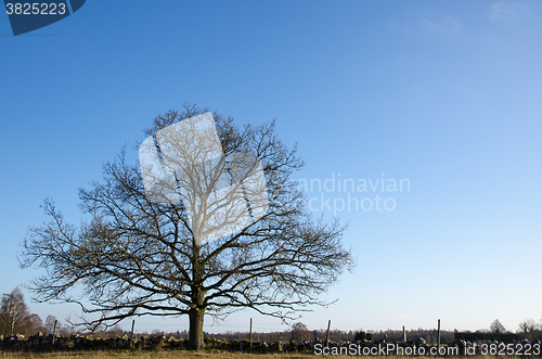 Image of Alone and wide old oak tree