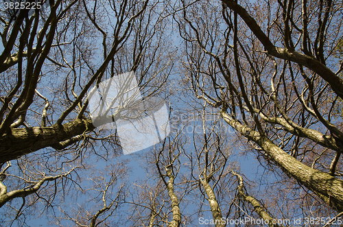 Image of View up to the alder trees top