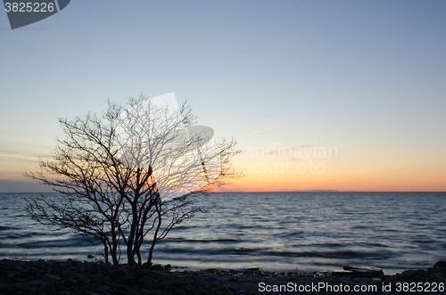 Image of Silhouette of a bare tree by the coast at sunset