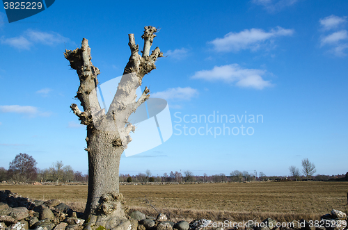 Image of Lopped tree by a field