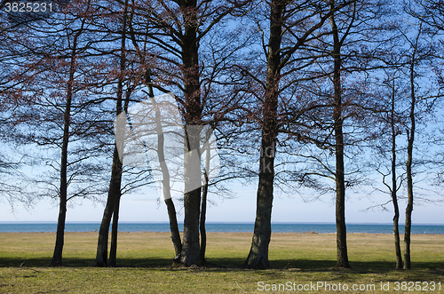 Image of Trees by the coast