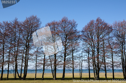 Image of Trees by the waterfront view