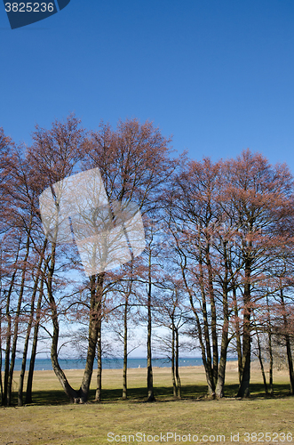 Image of Trees in a row by the coast