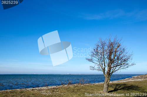 Image of Lone tree by the coastline