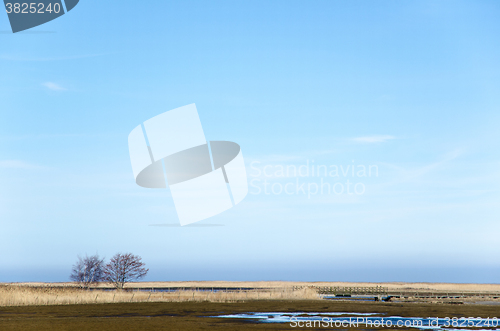 Image of Trees and reeds in a wetland