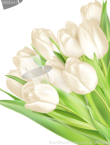 Image of Bouquet of white tulips. EPS 10