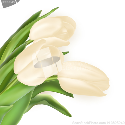 Image of Bouquet of white tulips. EPS 10