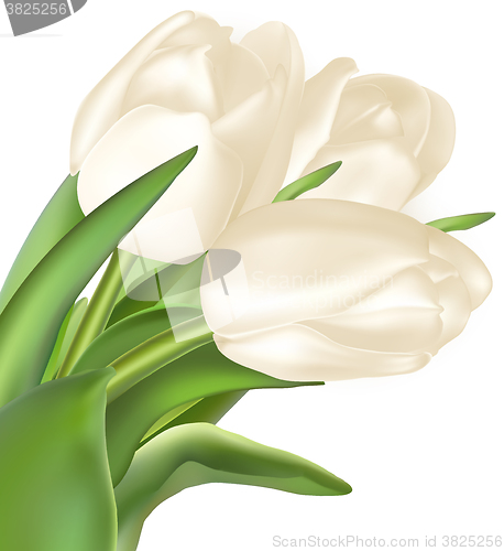 Image of Bouquet of white tulips. EPS 10