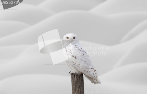 Image of Snowy Owl on Fence Post