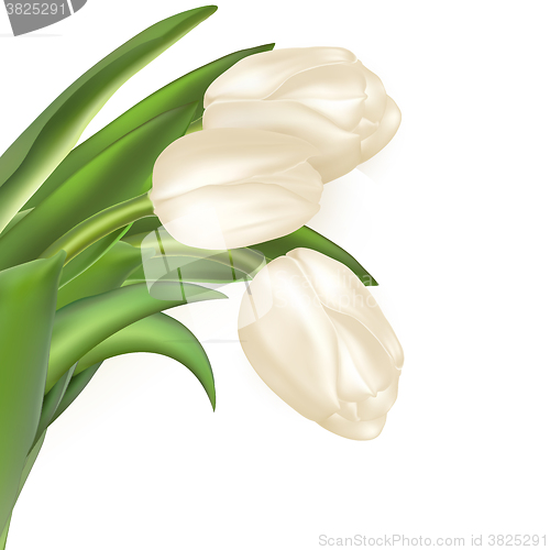 Image of Bouquet of white tulips. EPS 10