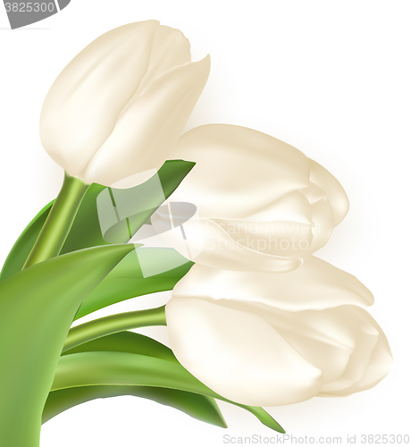 Image of Bouquet of white tulips. EPS 10