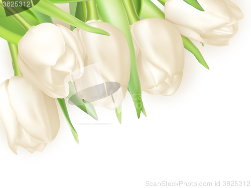 Image of Bouquet of white tulips. EPS 10