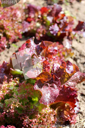 Image of Brown leaves of useful lettuce