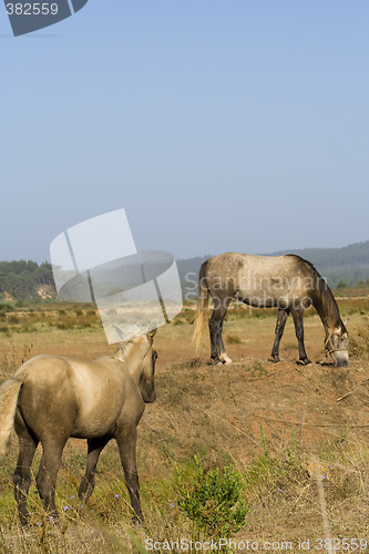 Image of horses in a field