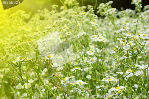 Image of flower-bed of white beautiful chamomiles