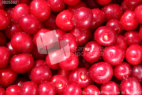 Image of red ripe cherry berries