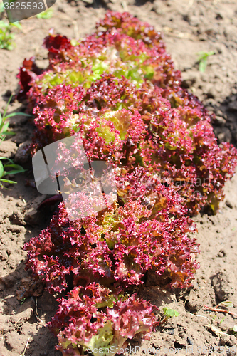 Image of Brown leaves of useful lettuce