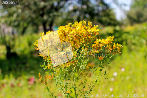 Image of Yellow beautiful flowers of St.-John's wort