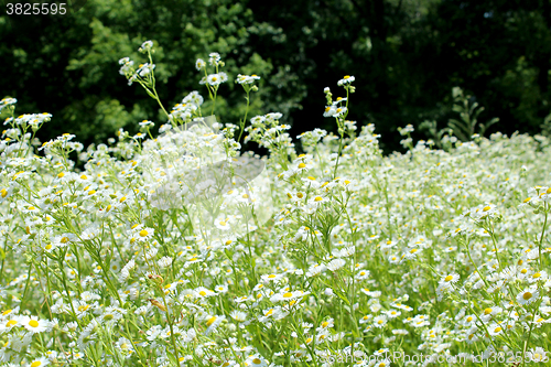 Image of flower-bed of white beautiful chamomiles