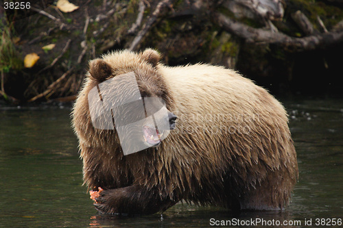 Image of angry salmon eating