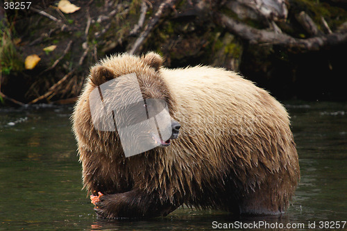 Image of salmon eating