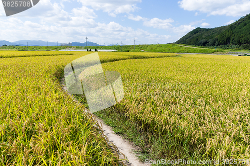 Image of Paddy Rice meadow