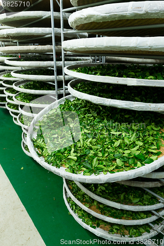 Image of Tea factory in TaiTung, TaiWan