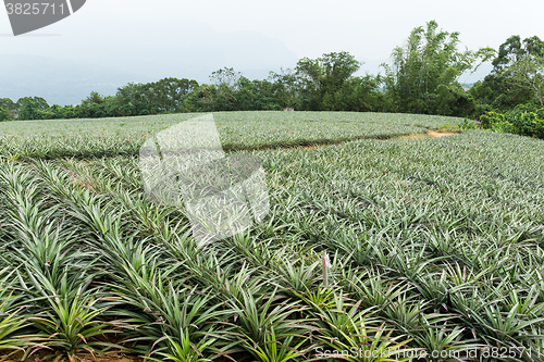 Image of Pineapple farm