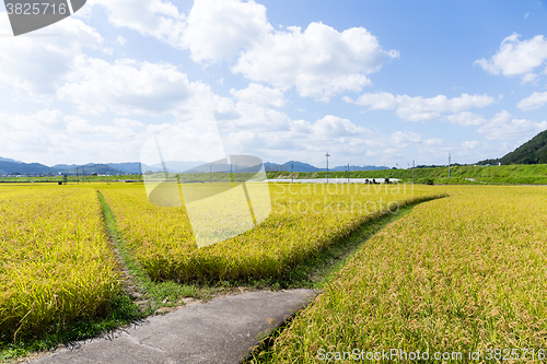 Image of Rice field and sky