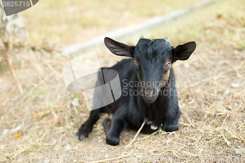 Image of Black goat in farm