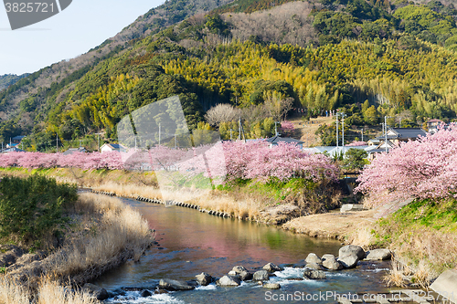 Image of Sakura in kawazu city