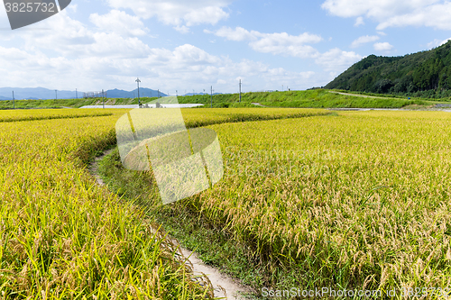 Image of Paddy rice field