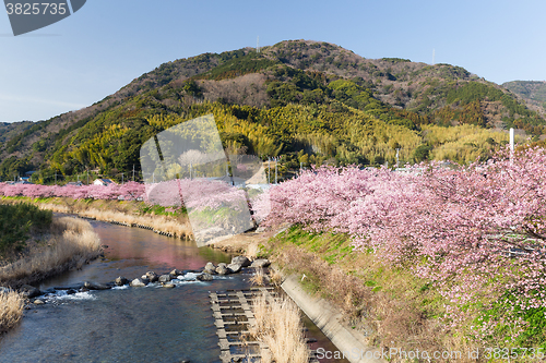 Image of Sakura in kawazu city
