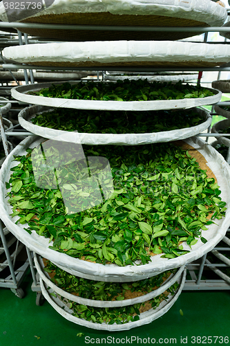 Image of Processing of fermentation for tea in factory