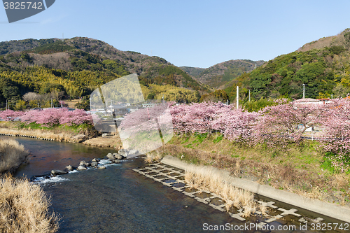Image of Kawazu riverside with cherry tree