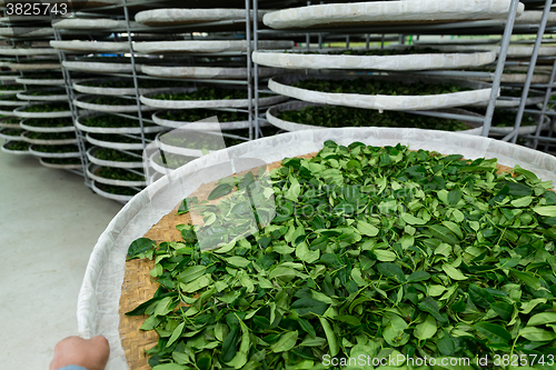 Image of Fermentation racks of tea