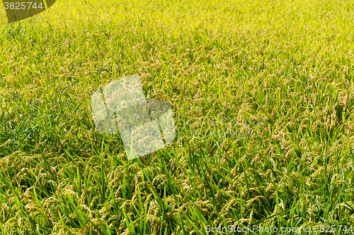 Image of Rice field