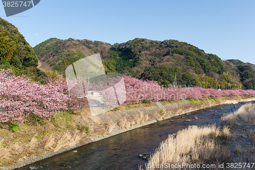 Image of Sakura tree and river in kawazu