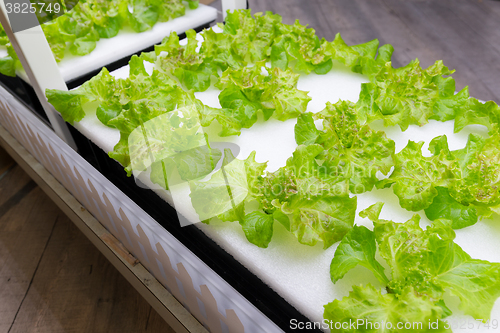 Image of Organic hydroponic vegetable garden open farm