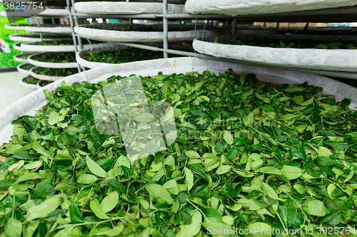 Image of Tea factory in TaiTung, TaiWan