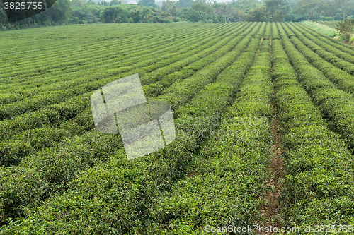 Image of Green tea farm