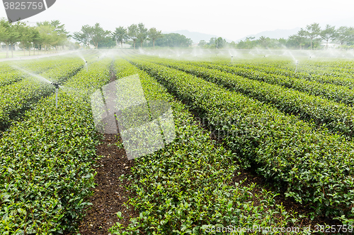 Image of Tea farm