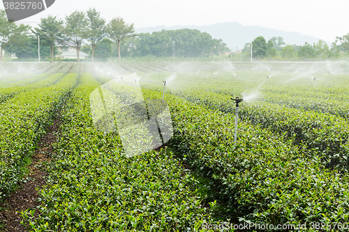 Image of Tea Plantations