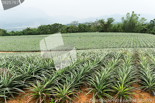 Image of Pineapple fruit field in TaiTung, TaiWan