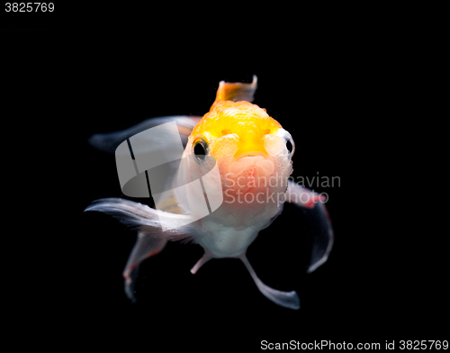 Image of Gold fish on black