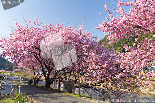 Image of Beautiful sakura