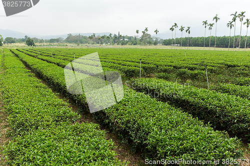 Image of Green tea plantation in TaiWan