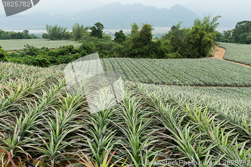 Image of Pineapple fruit farm